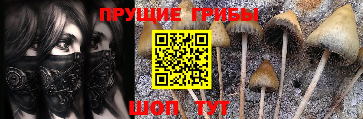 Галлюциногенные грибы Cubensis Апшеронск